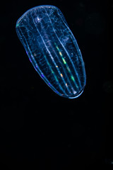 blackwater diving creature