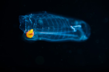 blackwater diving creature