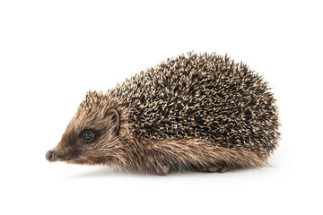 hedgehog isolated on white background
