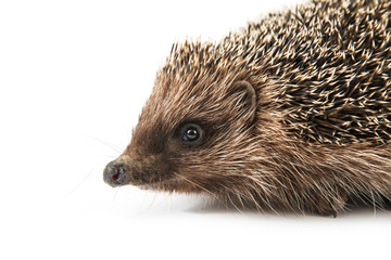 hedgehog isolated on white background