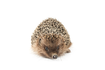 hedgehog isolated on white background