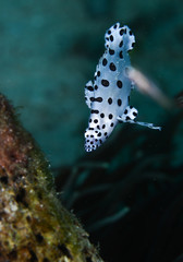 juvenile pantherfish