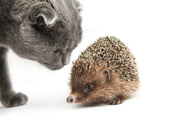 hedgehog with cat isolated on white background