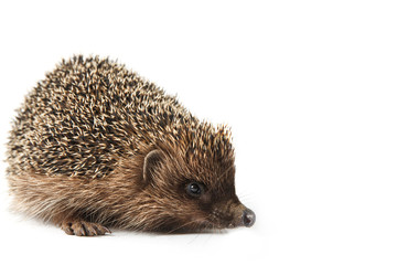 hedgehog isolated on white background