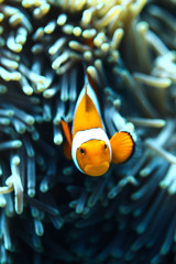 clownfish