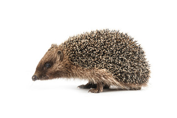 hedgehog isolated on white background