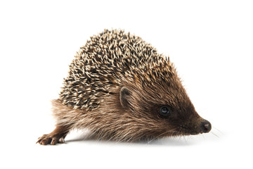 hedgehog isolated on white background
