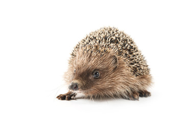 hedgehog isolated on white background