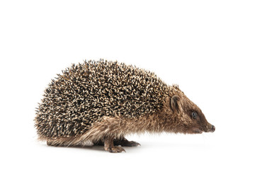 hedgehog isolated on white background