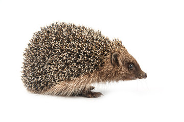 hedgehog isolated on white background