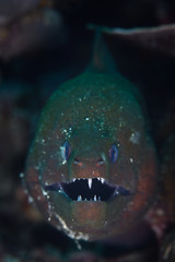 moray eel