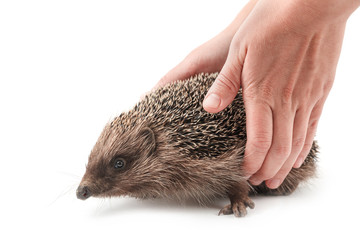hedgehog isolated on white background