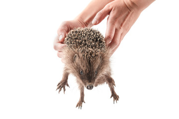 hedgehog isolated on white background