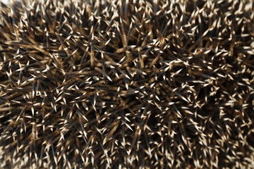 hedgehog coils isolated on white background
