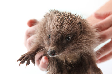 hedgehog isolated on white background
