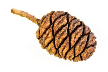 Seeds cones giant sequoia tree