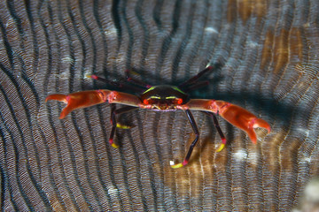 crab on coral