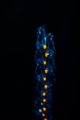 blackwater diving creature