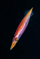 blackwater squid