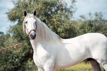 Obraz premium white pure Andalusian stallion poseing in garden. Andalusia. Spain
