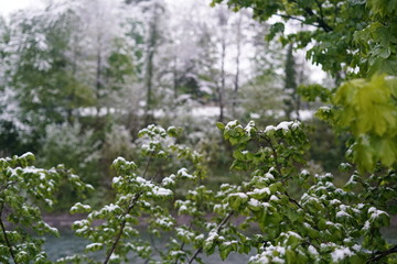 Schneefall im Mai. Natur wurde mit Neuschnee am Morgen geweckt. 05.05.2019
