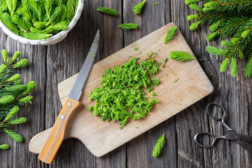 Cutting up young spruce tips to prepare syrup