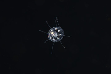 blackwater jellyfish