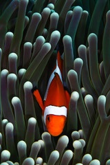 clwonfish in anamone