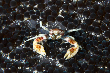 crab on coral