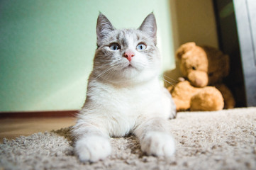 white cat lying on a carpet in the pose of the Sphinx looking up