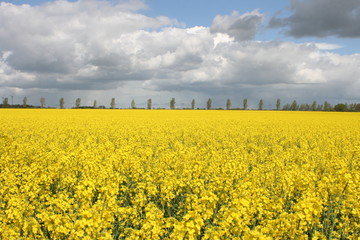 Rapsfeld im Mai