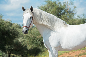 Obraz na płótnie Canvas white pure Andalusian stallion poseing in garden. Andalusia. Spain