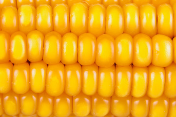 Macro close up of corn texture