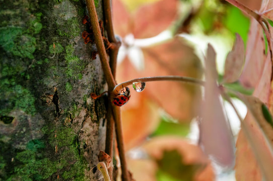 dragonfly on the tree