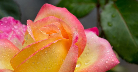 Fototapeta na wymiar Yellow with pink noble rose. Macro shot.