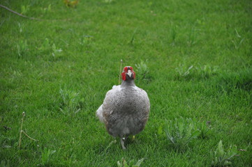 Pheasant male walks on a green lawn. He is looking for food in young green grass. He demonstrates his bright coloring.