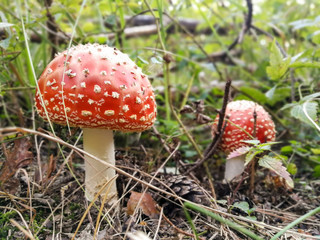 Amanita poisonous fungus in natural forest environment