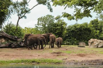 Fototapeta na wymiar Beautiful landscape of African elephants in the park