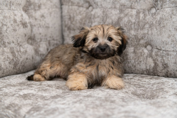 Naklejka na ściany i meble Adorable Fluffy Little Puppy Sitting on Gray Sofa