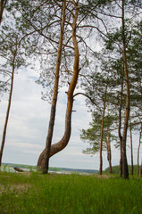 Pine forest by the lake. Lake in the sand pit. A cliff on the beach at the foot of the forest. Pines, eaten on the edge of the lake.