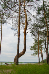 Pine forest by the lake. Lake in the sand pit. A cliff on the beach at the foot of the forest. Pines, eaten on the edge of the lake.
