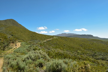 Fototapeta premium High altitude moorland against a mountain background, Chogoria Route, Mount Kenya, Kenya