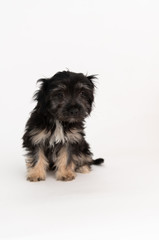 Adorable Fluffy Little Puppy Sitting on White Background