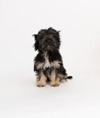 Adorable Fluffy Little Puppy Sitting on White Background