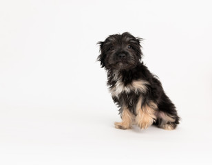 Adorable Fluffy Little Puppy Sitting on White Background