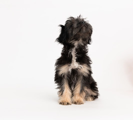 Adorable Fluffy Little Puppy Sitting on White Background