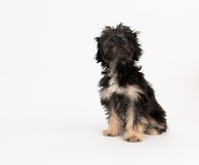 Adorable Fluffy Little Puppy Sitting on White Background