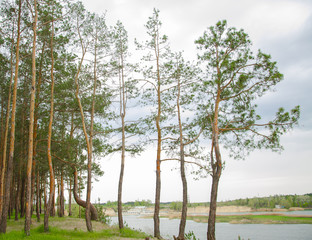 Pine forest by the lake. Lake in the sand pit. A cliff on the beach at the foot of the forest. Pines, eaten on the edge of the lake.