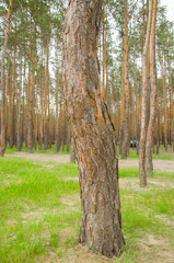 Fototapeta premium Pine forest by the lake. Lake in the sand pit. Big, old, curve derego. Pines, eaten on the edge of the lake.