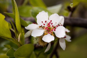 biały kwiat kwitnącej jabłoni